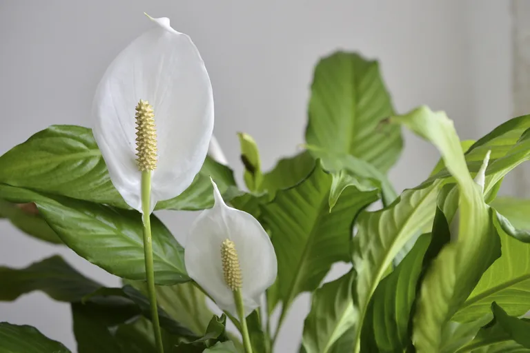 The Peace Lily is very effective against chemicals such as formaldehyde, present in cleaning products